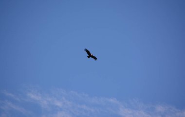 condor flying in the celestial sky. large bird in the sky as if it were a plane
