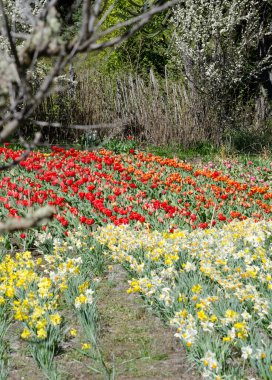 plantation of tulips and daffodils. red and white flowers