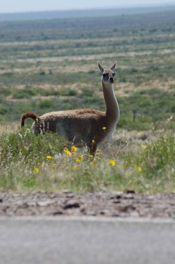 guanaco or llama on the road, with the mountain in the background. great animal of patagonia