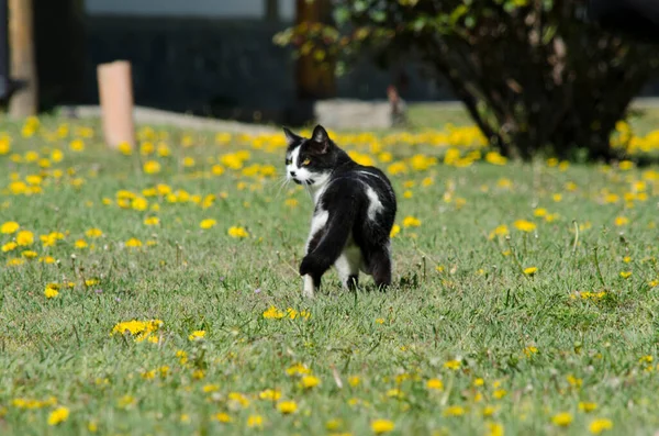 black and white cat walking in the grass with flowers, cat with black and white trunk looking back
