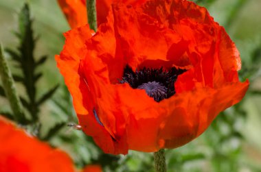 orange flower poppy. flowered with intense colors