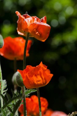 wild poppy or papaver flower. orange flower