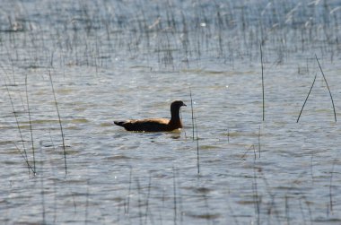 cauquen real, bird of patagonia in lake bariloche