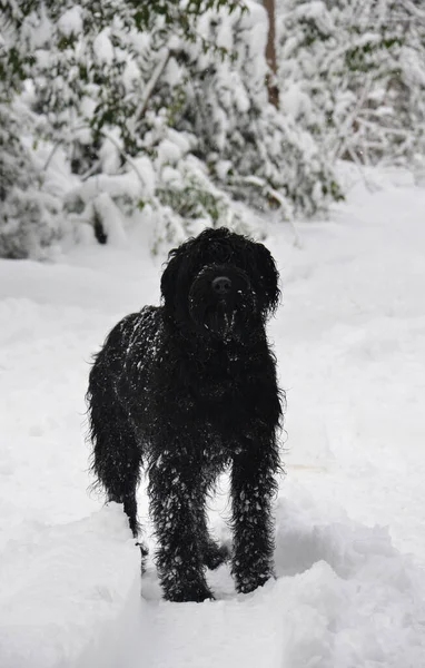 Black dog, giant snauzcher in the snow. Black canine in winter