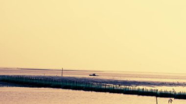 Balıkçılar alacakaranlıkta, kültürlü istiridyeleri teftiş etmek için küçük tekneler kullanıyorlar. Aogu Wetlands Orman Parkı eko-turizm için bir üs. Dongshi Kasabası, Chiayi İlçesi, Tayvan