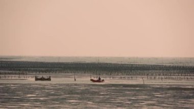 Balıkçılar alacakaranlıkta, kültürlü istiridyeleri teftiş etmek için küçük tekneler kullanıyorlar. Aogu Wetlands Orman Parkı eko-turizm için bir üs. Dongshi Kasabası, Chiayi İlçesi, Tayvan