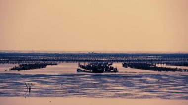 Balıkçılar alacakaranlıkta, kültürlü istiridyeleri teftiş etmek için küçük tekneler kullanıyorlar. Aogu Wetlands Orman Parkı eko-turizm için bir üs. Dongshi Kasabası, Chiayi İlçesi, Tayvan