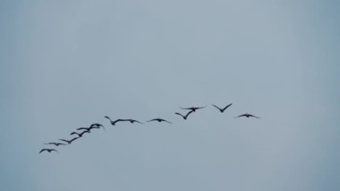 Bir grup Phalacrocorax karbonhidrat havada uçuşuyor. Ağır çekim. Aogu Wetlands Orman Parkı eko-turizm için bir üs. Dongshi Kasabası, Chiayi İlçesi, Tayvan