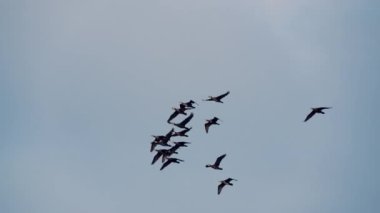 Bir grup Phalacrocorax karbonhidrat havada uçuşuyor. Ağır çekim. Aogu Wetlands Orman Parkı eko-turizm için bir üs. Dongshi Kasabası, Chiayi İlçesi, Tayvan