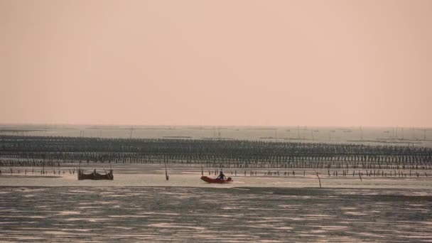 Pescadores Dirigem Pequenos Barcos Para Inspecionar Ostras Cultivadas Entardecer Aogu — Vídeo de Stock