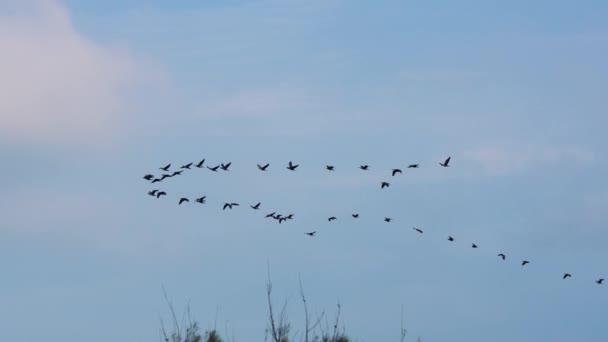 Grupo Phalacrocorax Carbo Volando Aire Cámara Lenta Aogu Wetlands Forest — Vídeos de Stock