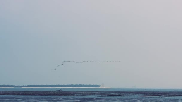 Grupp Phalacrocorax Karbon Som Flyger Luften Sakta Backarna Aogu Wetlands — Stockvideo