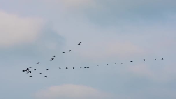 Grupo Phalacrocorax Carbo Volando Aire Cámara Lenta Aogu Wetlands Forest — Vídeo de stock