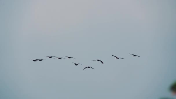Grupo Phalacrocorax Carbo Voando Movimento Lento Aogu Wetlands Forest Park — Vídeo de Stock