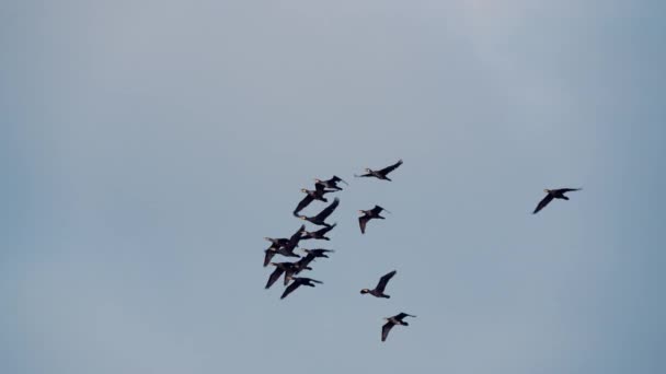 Grupo Phalacrocorax Carbo Volando Aire Cámara Lenta Aogu Wetlands Forest — Vídeos de Stock