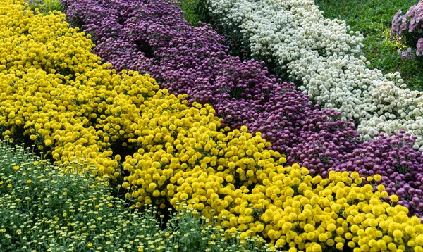 Beaucoup Chrysanthèmes Blancs Violets Jaunes Dans Jardin Exposition Chrysanthèmes Résidence — Photo
