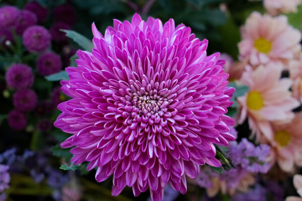 Пурпурная хризантема с жёлтыми тычинками. Крупный план. Выставка Хризантемы в Shilin Official Residence, Тайбэй, Тайвань. 2022