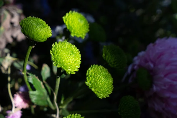 这些绿色的菊花看起来很新鲜 台湾台北石林公馆的菊花展览 2022年 — 图库照片