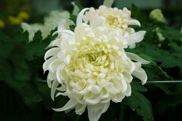 大きな菊で 花色は白です 台北市の士林公邸で菊展を開催 2022年 — ストック写真