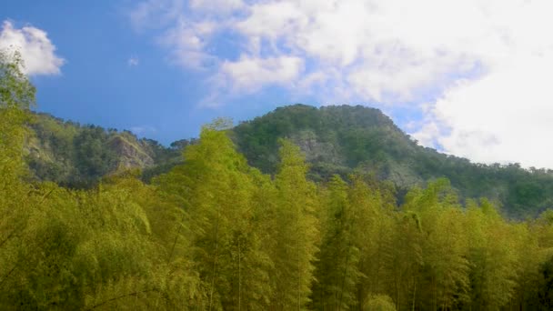 Las Bambusowy Przed Górą Kołysał Się Wiatrem Obszar Edukacji Przyrodniczej — Wideo stockowe