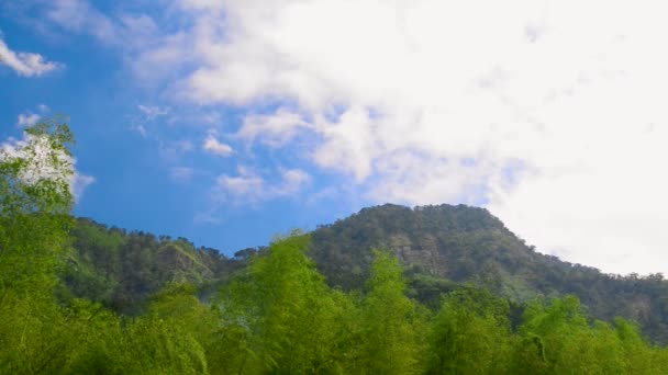 Bosque Bambú Frente Montaña Balanceaba Con Viento Xitou Nature Education — Vídeos de Stock