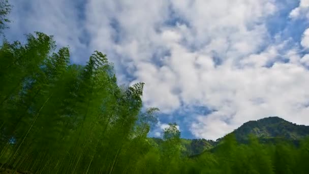 Bambuskogen Framför Berget Svajade Vinden Xitou Naturutbildningsområde Nantou County Taiwan — Stockvideo