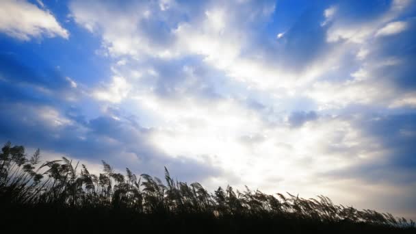 日落时 芦苇在风中摇曳 移动的白云 台湾Miaoli县后龙镇好望角 — 图库视频影像