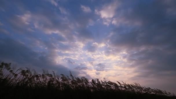 日落时 芦苇在风中摇曳 移动的白云 台湾Miaoli县后龙镇好望角 — 图库视频影像