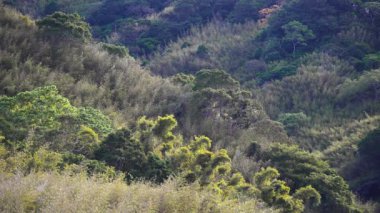 The mountains are covered with green plants. View of the valley in spring. Baling Bridge is located on the Beiheng Highway. Taoyuan City, Taiwan