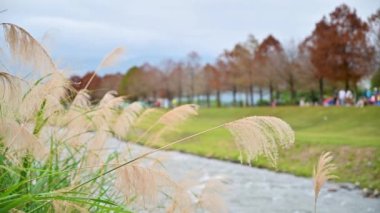 Green grass on both sides of the river. Bald cypress trees with red leaves. Dongshan River Water Park. Sanxing Township, Yilan County, Taiwan