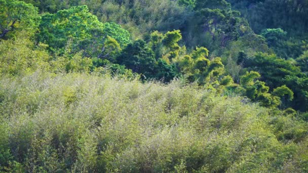 Βουνά Είναι Καλυμμένα Πράσινα Φυτά Θέα Της Κοιλάδας Την Άνοιξη — Αρχείο Βίντεο