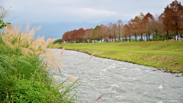 河两旁的绿草 有红叶的秃顶柏树 东山市水上公园 台湾宜兰县三兴镇 — 图库视频影像