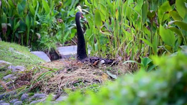 Black Swan Sits Its Nest Shore Lake Stretching Its Neck — Vídeo de stock