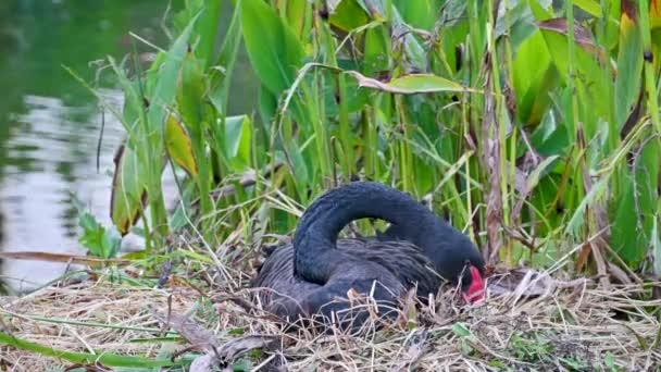 Black Swan Sits Its Nest Shore Lake Bites Surrounding Grass — Αρχείο Βίντεο