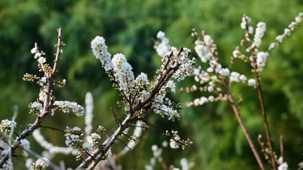 Białe Kwiaty Śliwki Ułożone Pęczki Gałęziach Kołyszą Się Wietrze Wschodnia — Wideo stockowe