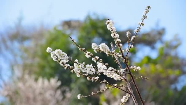 White Plum Blossoms Piled Bunches Branches Sway Wind Oriental Plum — Vídeo de stock