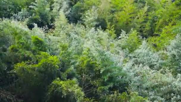 Зелений Ліс Акації Був Підірваний Вітром Гілки Були Нерівними Тайвань — стокове відео