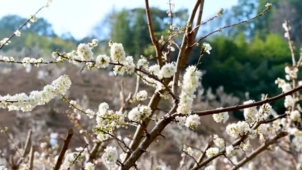 Weiße Pflaumenblüten Stapeln Sich Trauben Auf Den Zweigen Wiegen Sich — Stockvideo