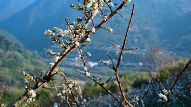 Beyaz erik çiçekleri dallarda tomurcuklanır, rüzgarda sallanır. Doğu eriği. Tai 'an Kasabası, Miaoli Bölgesi, Tayvan