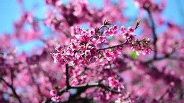 Güzel pembe kiraz çiçekleri rüzgarda sallanıyor. Şiirsel ve resim gibi. Wulai, Xindian, New Taipei 'deki Quchi Kiraz Çiçeği Parkı. Tayvan