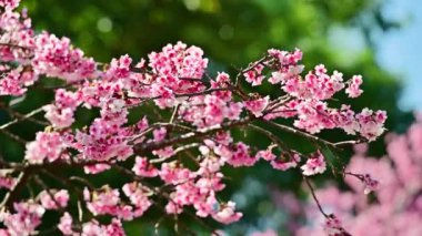 Güzel pembe kiraz çiçekleri rüzgarda sallanıyor. Şiirsel ve resim gibi. Wulai, Xindian, New Taipei 'deki Quchi Kiraz Çiçeği Parkı. Tayvan