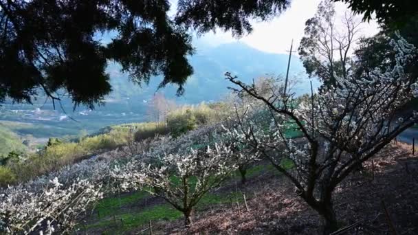 Szilvafák Domboldalon Tele Vannak Fehér Virágokkal Levelek Ingadoznak Tai Kerület — Stock videók