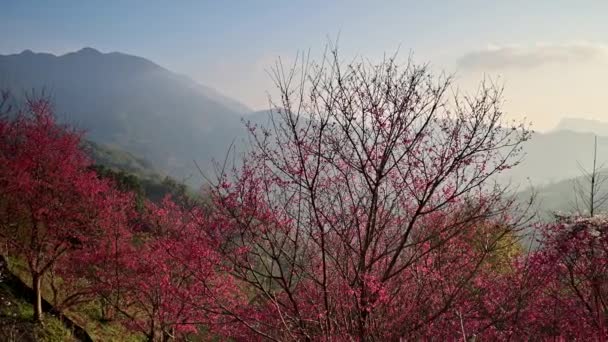Red Wild Cherry Blossoms Valley Sunlight Cascading Mountain Some Golden — 图库视频影像