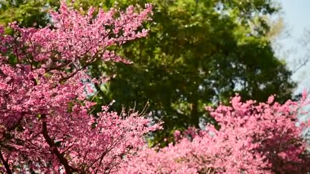 Beautiful Pink Cherry Blossoms Sway Wind Poetic Picturesque Quchi Cherry — Vídeos de Stock