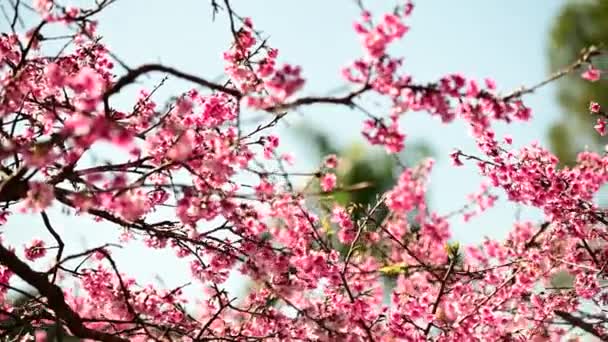 美しいピンクの桜が風に揺れる 詩的で絵になる 新北市新北市烏来にあるクチ桜公園 — ストック動画