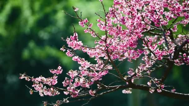 Beautiful Pink Cherry Blossoms Sway Wind Poetic Picturesque Quchi Cherry — Stock Video
