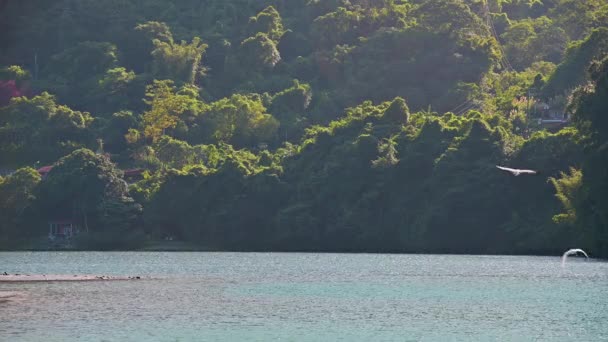 Türkiz Vize Fák Árnyéka Békés Képet Alkot Két Egret Repül — Stock videók