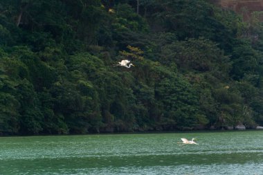 Gölde iki balıkçıl uçuyor. Kovalayıp oynuyorlar. Meihua Gölü, New Taipei. Tayvan