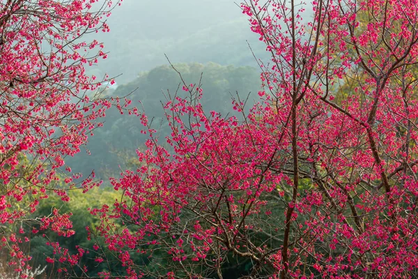 Red wild cherry blossoms in the valley. Sunlight cascading down on the mountain. Tai\'an Township, Miaoli County, Taiwan