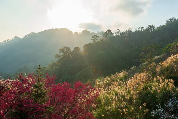 Red wild cherry blossoms in the valley. Sunlight cascading down on the mountain. Some golden reeds. Tai\'an Township, Miaoli County, Taiwan